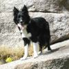 Border Collie Hund