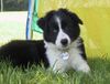 Border Collie Hund