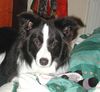 Border Collie Hund