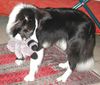 Border Collie Hund