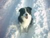 Border Collie Hund