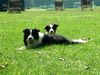 Border Collie Hund