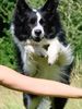 Border Collie Hund