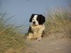 Border Collie Hund