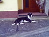 Border Collie Hund