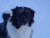 Border Collie Hund