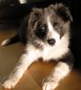 Border Collie Hund