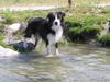 Border Collie Hund