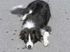 Border Collie Hund