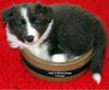 Border Collie Hund