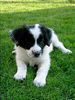 Border Collie Hund