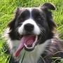 Border Collie Hund