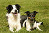 Border Collie Hund