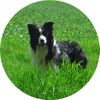 Border Collie Hund