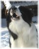 Border Collie Hund