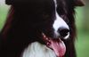 Border Collie Hund