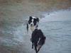 Border Collie Hund