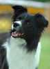 Border Collie Hund