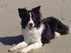 Border Collie Hund