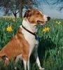 Border Collie Hund