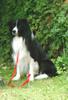 Border Collie Hund