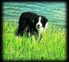 Border Collie Hund