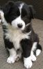 Border Collie Hund