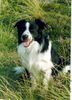 Border Collie Hund