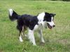 Border Collie Hund