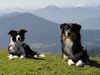 Border Collie Hund