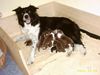 Border Collie Hund