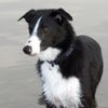 Border Collie Hund