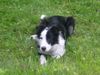 Border Collie Hund