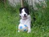 Border Collie Hund