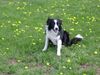 Border Collie Hund