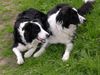 Border Collie Hund