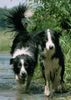 Border Collie Hund