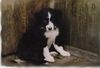 Border Collie Hund