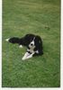 Border Collie Hund