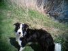 Border Collie Hund