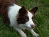 Border Collie Hund