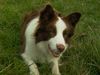 Border Collie Hund