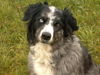 Border Collie Hund