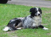 Border Collie Hund