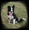 Border Collie Hund