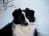 Border Collie Hund