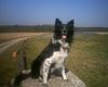 Border Collie Hund