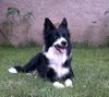 Border Collie Hund