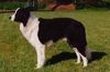 Border Collie Hund