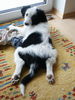 Border Collie Hund